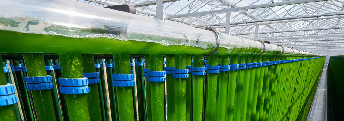 Польза для здоровья от хлореллы Польза для здоровья от хлореллы